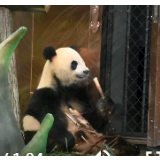 红视频丨凤凰中华大熊猫苑开园 熊猫百态引游客驻足