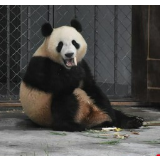 组图丨凤凰中华大熊猫苑开园，看憨态可掬的大熊猫！