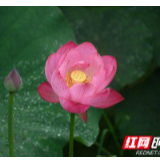 组图 丨 “荷趣荷丛” 凤凰百亩荷花飘香引客来