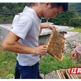 龙山：开展“送培到家”跟踪服务 助力中蜂稳产保质