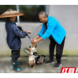 吉首交警：“以购代扶”新模式  助农增收有奔头