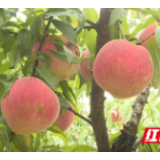 凤凰:科技扶贫助推产业提质增效 让红桃更“桃”喜