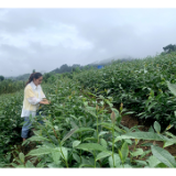 学业有成不忘本，建设家乡情怀深——访湘西州农科院茶叶研究所茶学硕士田双红