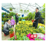 吉首:植树造林黄金季节 乾州苗木花卉市场交易火爆