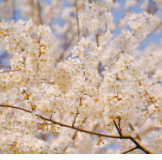 凤凰：春花烂漫 乐享春光