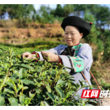 湘西州春茶干茶产量预计超过3500吨  产值超23亿元