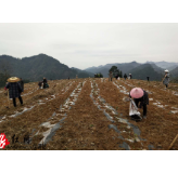 保靖阳朝乡：新“村”第一考，产业大比武