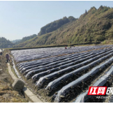 龙山：召市镇全面完成烤烟种植面积目标任务