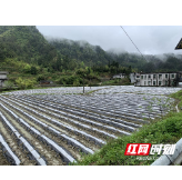 龙山县桂塘镇：狠抓烤烟下田 全面完成种植任务