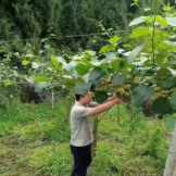 永顺：产业兴乡 花开高坪