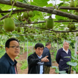 凤凰：“避雨栽培”可抑溃疡顽疾 猕猴桃撞开出路