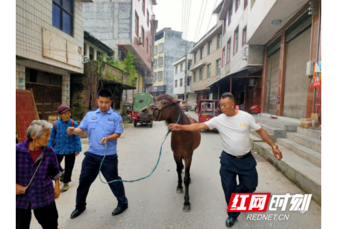 泸溪公安合水派出所民警智斗脱缰马