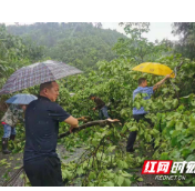 暴风雨刮倒树木成“拦路虎” 凤凰民警冒雨清障保畅通