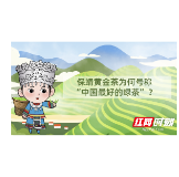 微动漫 | 保靖黄金茶为何被专家点赞为“中国最好的绿茶”？