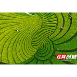 以奋斗书写三湘大地“丰收颂歌”