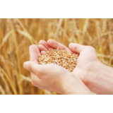 粮食安全是保障国泰民安的基石