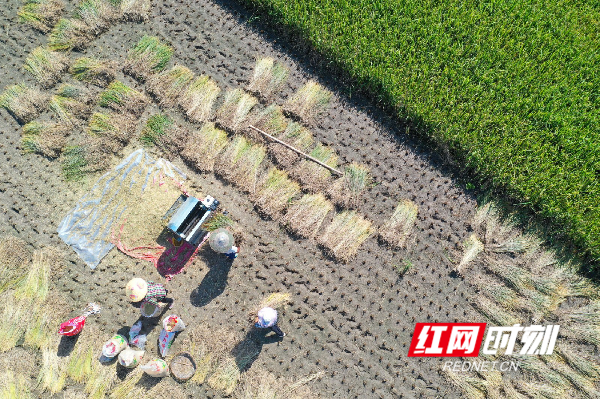 10月17日，村民在道县寿雁镇白石寨村收割晚稻。.png