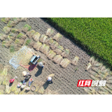 芙蓉国评论丨精准聚焦，协调推进乡村“五大振兴”