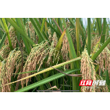 评论丨走好高质量可持续的湖南“稻”路