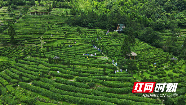 无二冲贡茶园。毅然 摄.png 无二冲贡茶园。毅然 摄.png