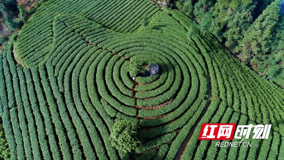 湘西保靖黃金茶產(chǎn)業(yè).jpg