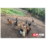 芙蓉国评论丨让方寸庭院开满乡村振兴“致富花”