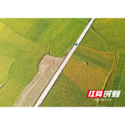 好评中国丨挺膺担当扛起强农报国的“硬核脊梁”