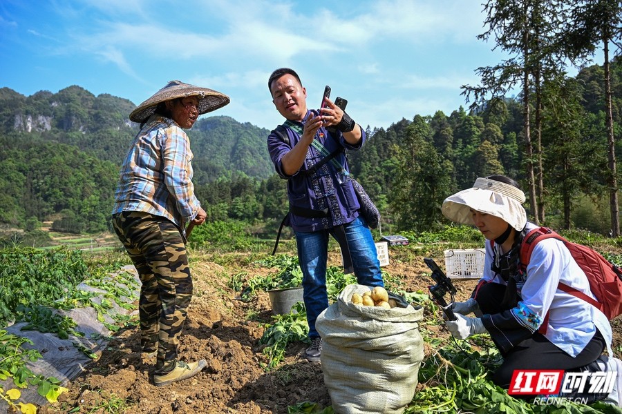 小帅在田间地头直播卖土豆。.jpg