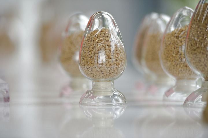 这是2024年5月31日在位于河南新乡的中原农谷国家生物育种产业创新中心神农种业实验室拍摄的种子样本。新华社记者 刘力航 摄.jpeg