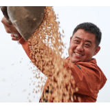 越冬甘蓝:一粒种子的“破壁”之旅