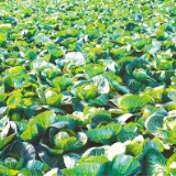 好评中国丨培育“金种子” 提稳“菜篮子” 托起“好日子”