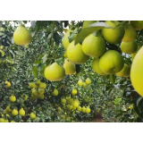 好评中国丨“金柚子”如何成为县域发展“金点子”