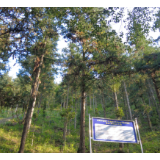 好评中国丨以林下经济书写湖南的“两山”答卷