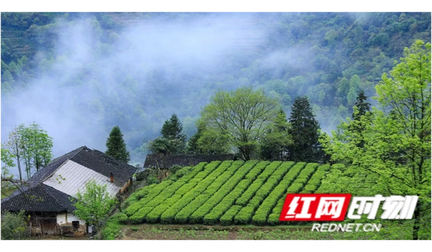 “一片白茶”带来的“反向飞地”新思维