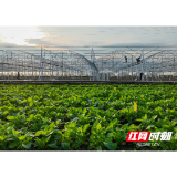 好评中国丨AI进村，一场改写乡土中国的“数字垦荒”