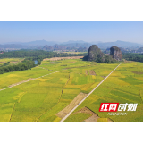 好评中国丨发展农业新质生产力，实现乡村全面振兴