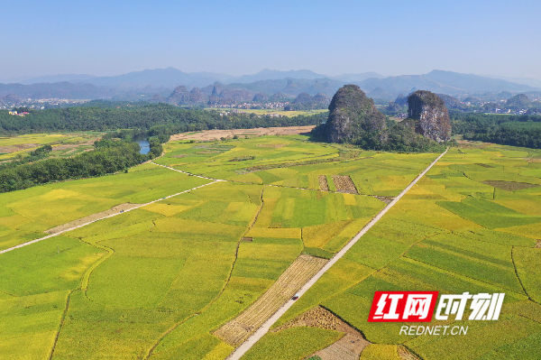 道县寿雁镇白石寨村一带，金色稻田阡陌纵横，丰收田园美如画卷。.png