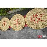 好评中国丨秋分时节稻菽香，丰收节里话丰年