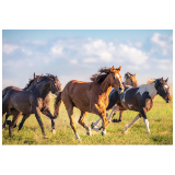 策马三章①:马啸长风,每根鬃毛都有生命