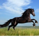 策马三章③:“骉”马争先,以实干跑出未来