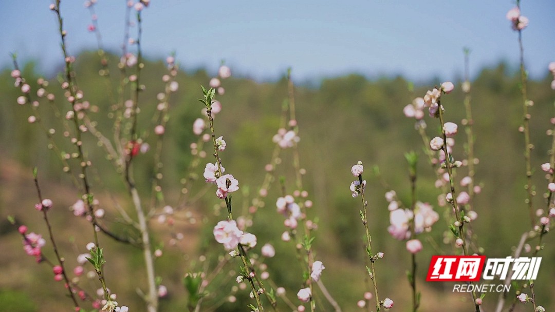 绯云绛雪映春光 岳塘七星醉桃花