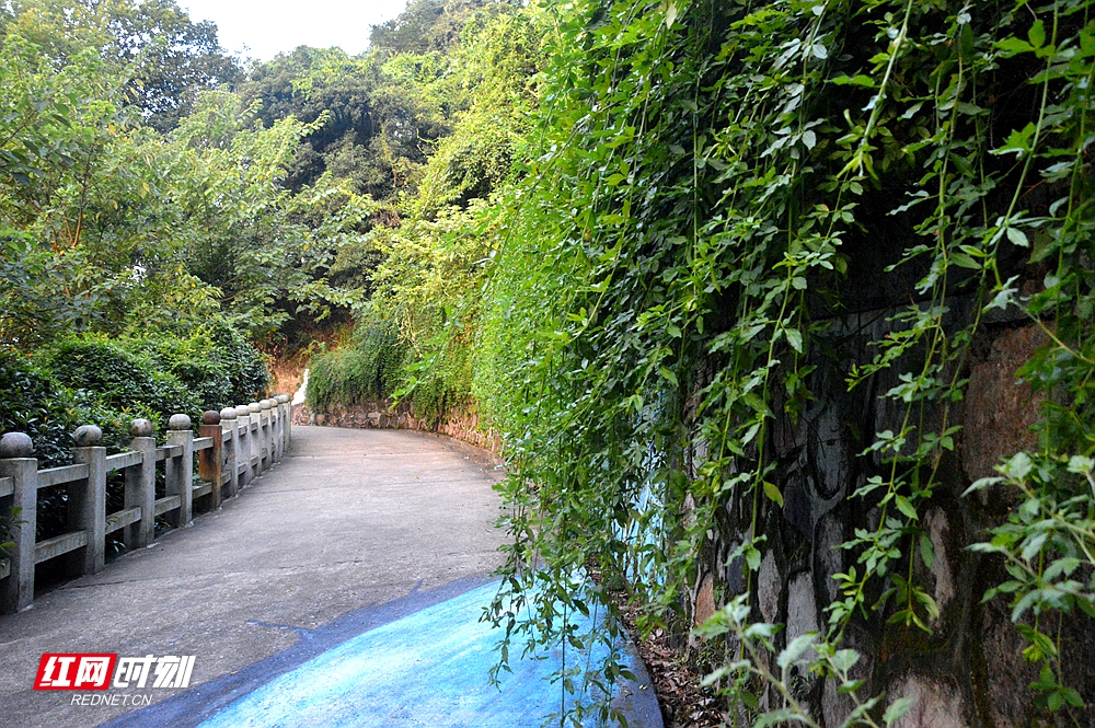 通往昭山古寺的曲径小道可谓是绿意盎然。.jpg