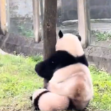 莽灿灿被亲妈一屁股压成扁汤圆