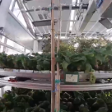 中国人在南极都有种菜大棚