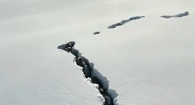转存罕见视频！新疆狼群在积雪下挖出一条路