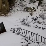 甘肃拍到水桶身材雪豹