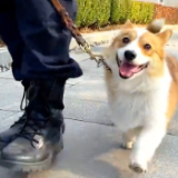 早日转正！全国第一只柯基警犬亮相