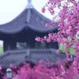 氛围感绝了！南京莫愁湖海棠花开