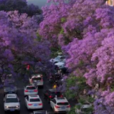 浪漫！昆明的春末夏初是紫色的