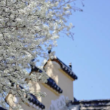 收藏美景！安徽百年棠梨花绽放如雪